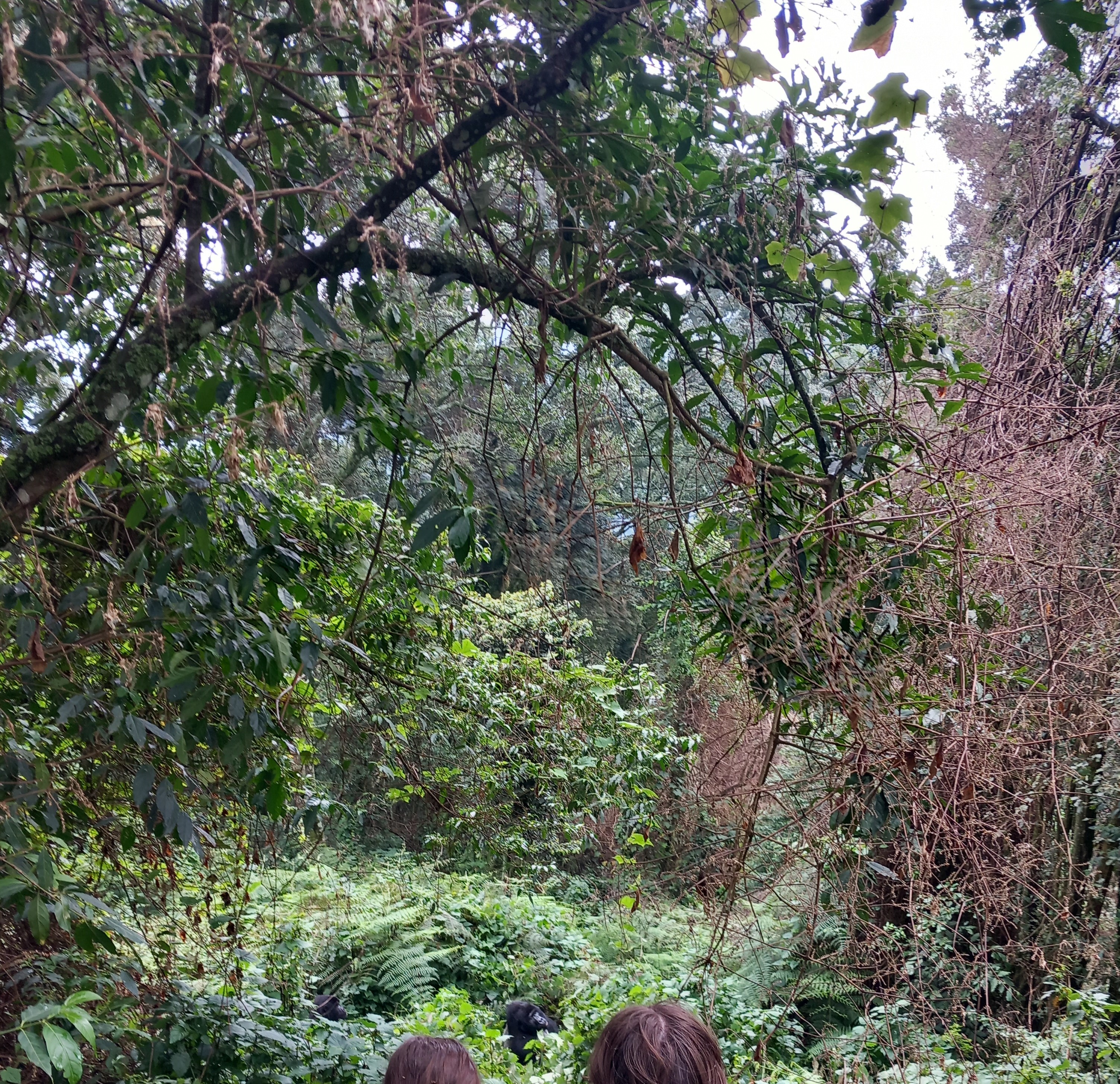 10 Days Rwanda Primates And Wildlife Safari