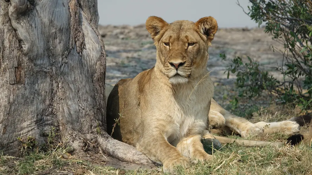 10 Days Rwanda Primates And Wildlife Safari