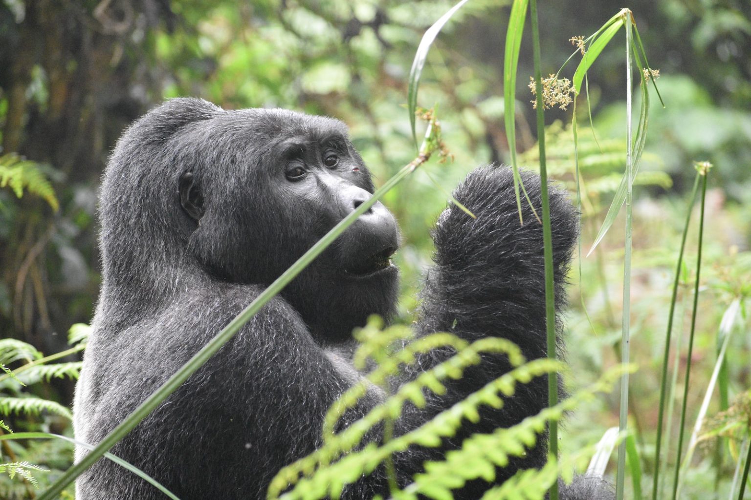10 Days Rwanda Primates And Wildlife Safari