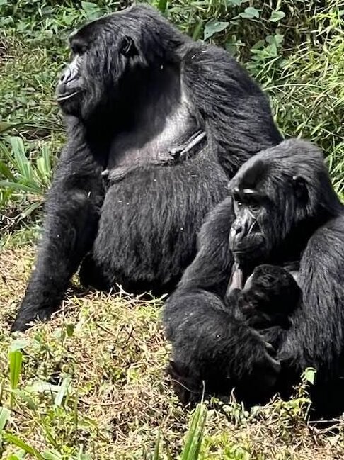 gorilla trekking
