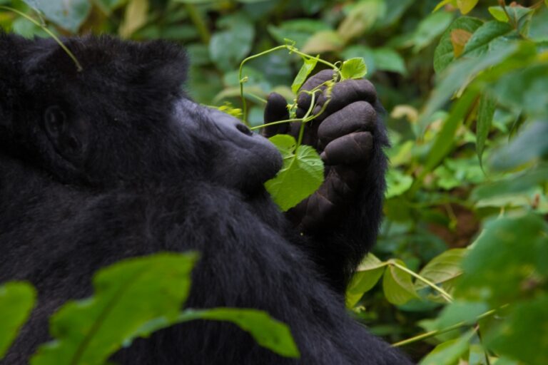 Uganda Gorilla