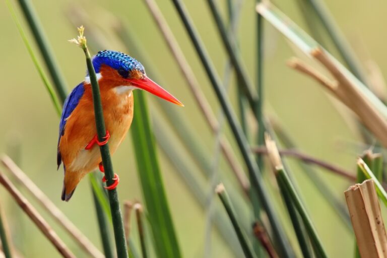 Rwanda Honeymoon