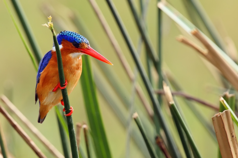 Rwanda Honeymoon