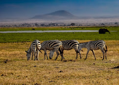 7 Days Best of Kenya Safari