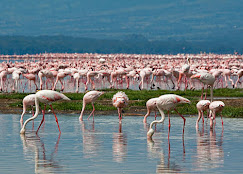 7 Days Best of Kenya Safari