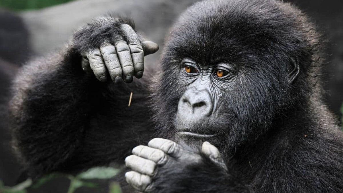 10 Days Rwanda Primates And Wildlife Safari