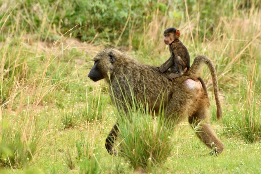 3 Days Uganda