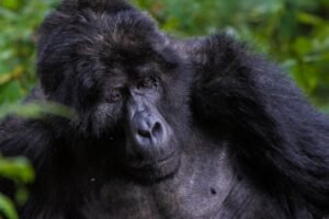 Gorilla Trekking