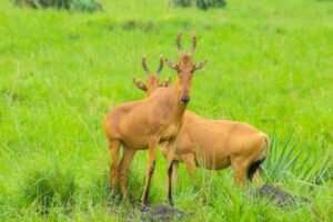 14 DAYS UGANDA